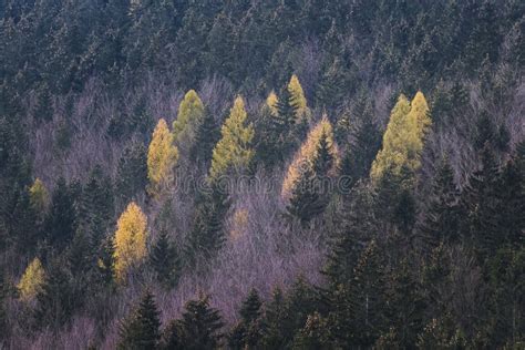 Yellow Colored Larch Trees In A Spruce Forest In Autumn Stock Photo
