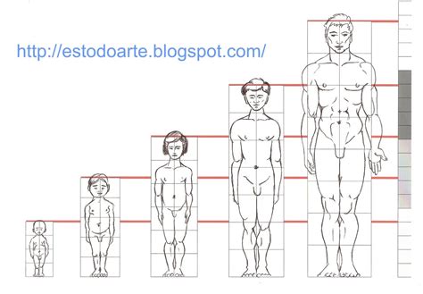 Proporci N Del Cuerpo Seg N La Edad Proporciones Del Cuerpo Humano