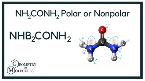 Nh Conh Polar Or Nonpolar Urea Youtube