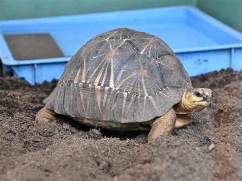 Astrochelys Radiata Radiated Tortoise In Edogawa Natural Zoo