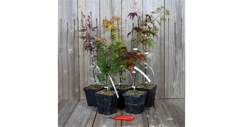 Erables du Japon Acer palmatum Lot de 5 plants Variétés au choix