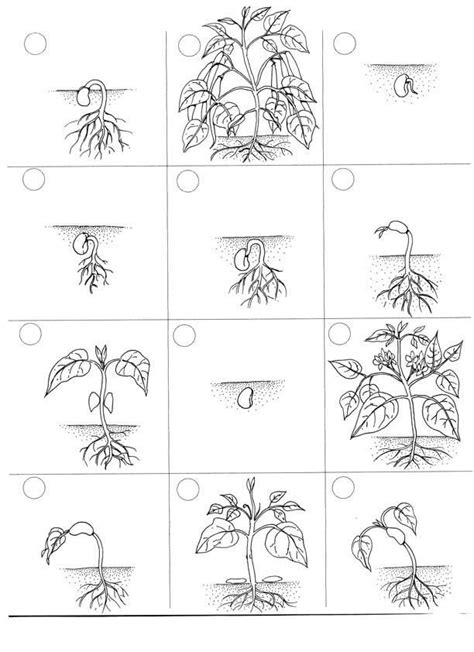 Life Cycle Of A Plant Life Cycles Flip Book Plant Life Cycle