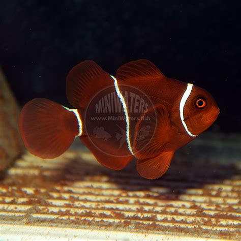 Amphiprion Ocellaris Naked Ocellaris Clownfish Shop Miniwaters Fish