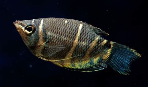 Chocolate Gourami - Sphaerichthys Osphormenoides