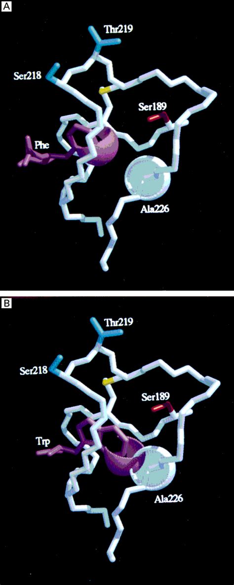 The Differential Specificity Of Chymotrypsin A And B Is Determined By Amino Acid 226 Hudáky