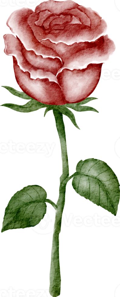 Watercolor Rose Red 16548064 PNG