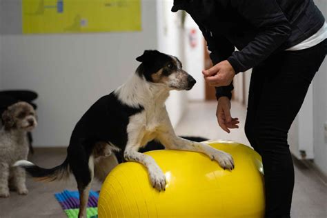 Tierphysio Therapie Pferdephysio Hundephysiotherapie Osteopathie