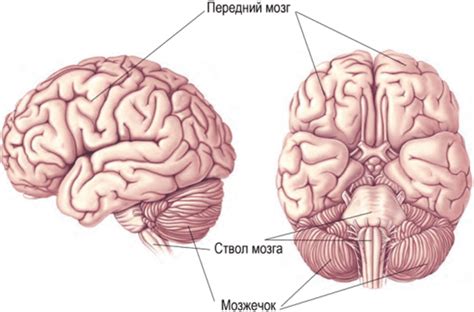 ОБЩИЙ ПЛАН СТРОЕНИЯ ГОЛОВНОГО МОЗГА - АНАТОМИЯ: ЦЕНТРАЛЬНАЯ НЕРВНАЯ СИСТЕМА