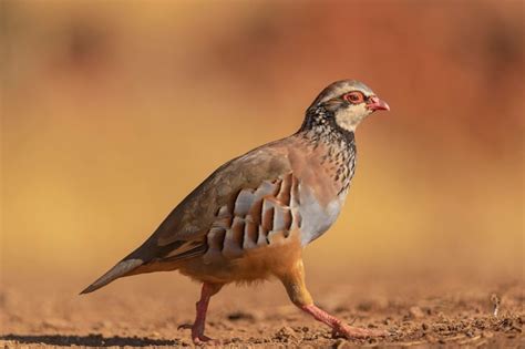 Premium Photo Red Legged Partridge Or French Partridge Alectoris