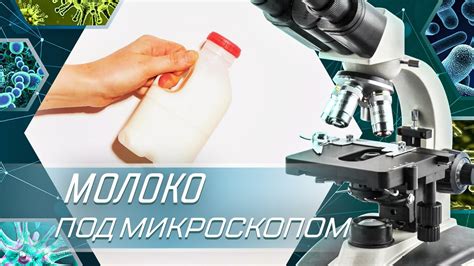 Молоко под микроскопом. - YouTube