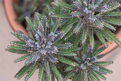 How To Grow And Care For Mother Of Millions Chandelier Plants