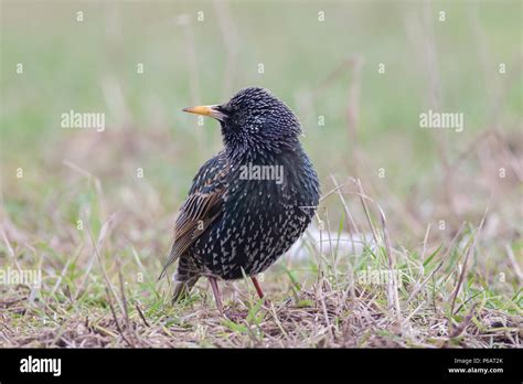 Single Adult Starling Hi Res Stock Photography And Images Alamy