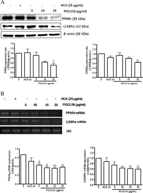 Effects Of Pocu B Ppar And C Ebp On Protein And Mrna Expression