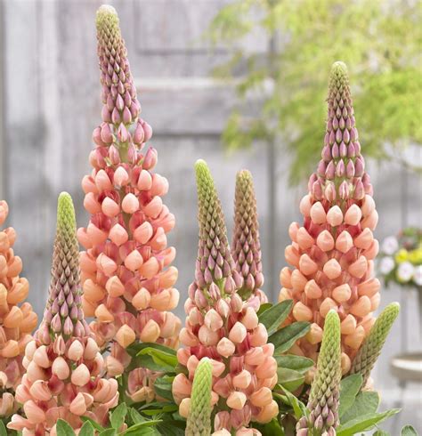 Lupinus Salmon Star Slovensketrvalkysk