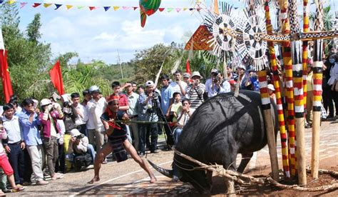 Lễ hội đâm trâu là gì Nguồn gốc và ý nghĩa lễ hội đâm trâu