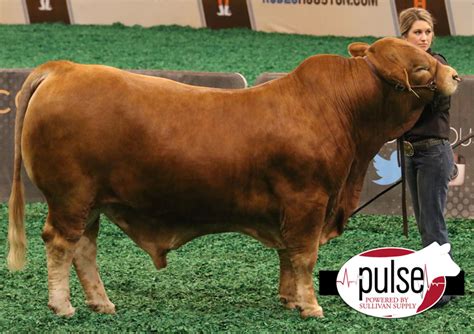 Houston Stock Show Open Beefmaster Bull The Pulse