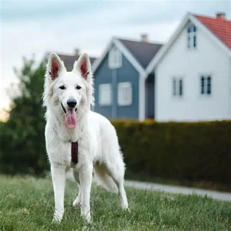 Mejores Perros Guardianes Leales Protectores De La Familia Smylepets