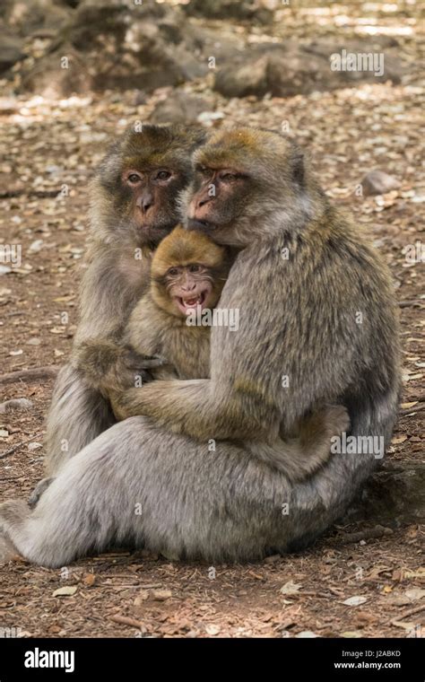 Morocco, High Atlas Mountains. Adult Macaque monkeys console their ...