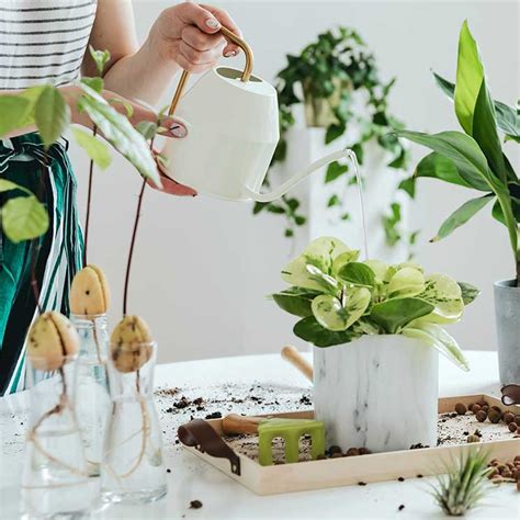 Plantas de interior que son muy fáciles de cuidar y que protegen tu