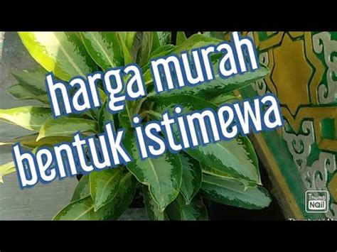 Aglonema Desa Aglonema Harga Murah Tetap Indah Youtube