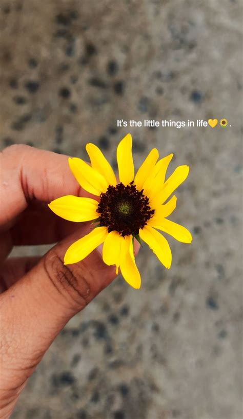 𝖨𝗍𝗌 𝗍𝗁𝖾 𝗅𝗂𝗍𝗍𝗅𝖾 𝗍𝗁𝗂𝗇𝗀𝗌 𝗂𝗇 𝗅𝗂𝖿𝖾💛🌻 Nature Photography Quotes Instagram Captions Flower Quotes