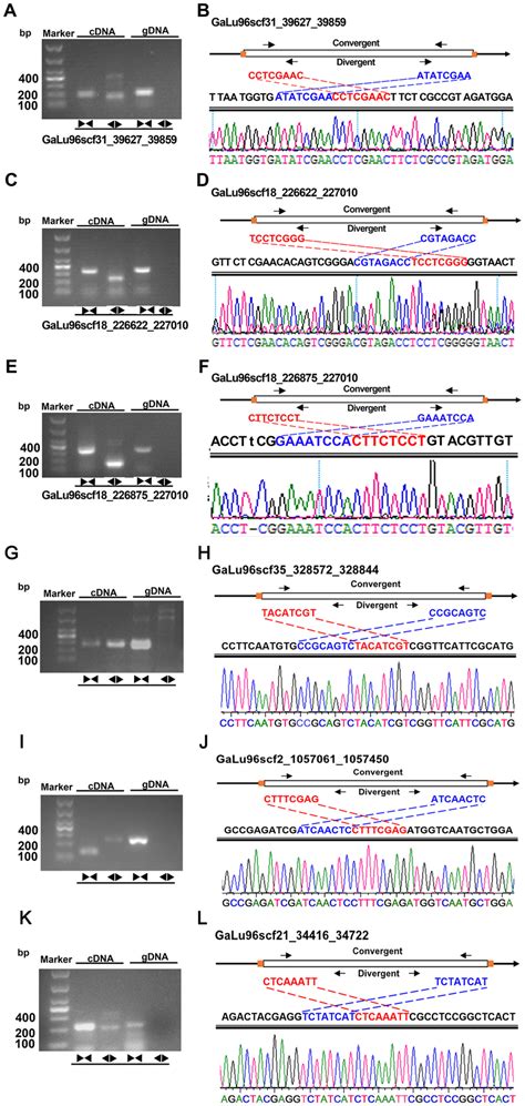 Validation Of Selected CircRNAs PCR Experiments Were Conducted With