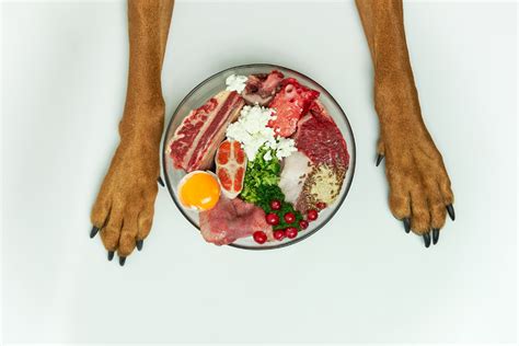 Arriba Imagen Recetas De Comida Barf Para Perros Abzlocal Mx