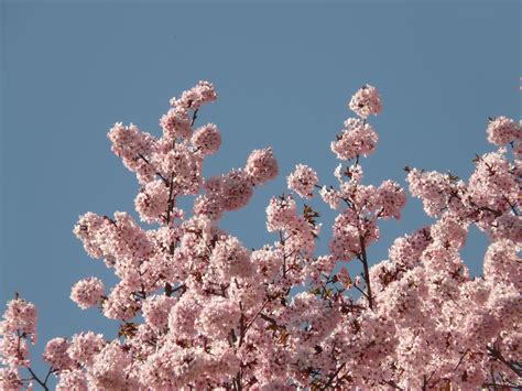 Free Images Tree Branch Flower Bloom Food Spring Produce Pink