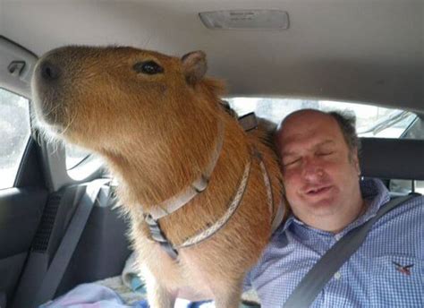 Why Are Capybaras So Friendly With Humans And Animals