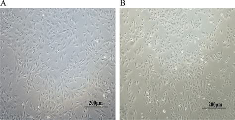 Primary Culture Of Granulosa Cells And Cumulus Cells 10× Download Scientific Diagram