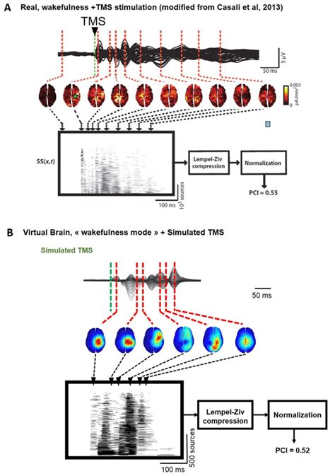 Comparison Of Tms Eeg Evoked Responses In Silico And In Humans A