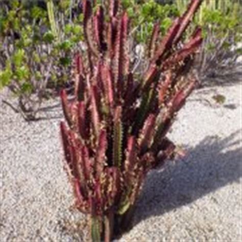 Euphorbia Trigona O Planta De La Leche Cuidados