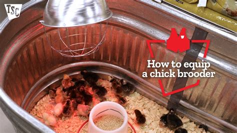 How To Equip A Chick Brooder Tractor Supply Co Youtube