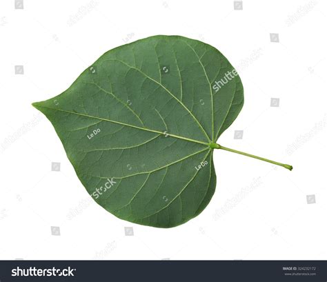 Obcordate Leaf Over 16 Royalty Free Licensable Stock Photos Shutterstock