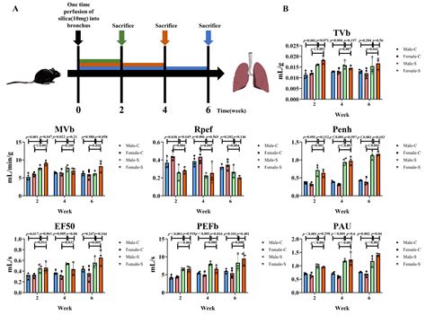 Ijms Free Full Text Effect Of Sex Differences In Silicotic Mice