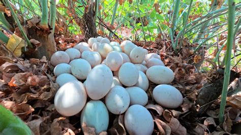 Wow Wow A Female Fisherman Pick A Lot Of Duck Eggs In The Forest On A