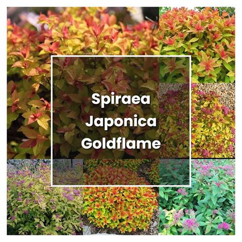 How To Grow Spiraea Japonica Goldflame Plant Care Tips