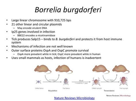 Borrelia burgdorferi antibiotic treatment