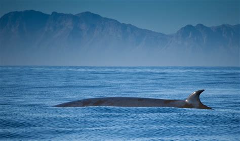 The 2010 Oil Spill Is Still Hurting Whales In The Gulf Of Mexico