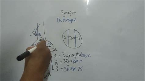 Mechanism of Synaptic transmission and Action of Transmitter, EPSP and IPSP (Dr Mohamed Fayez ...