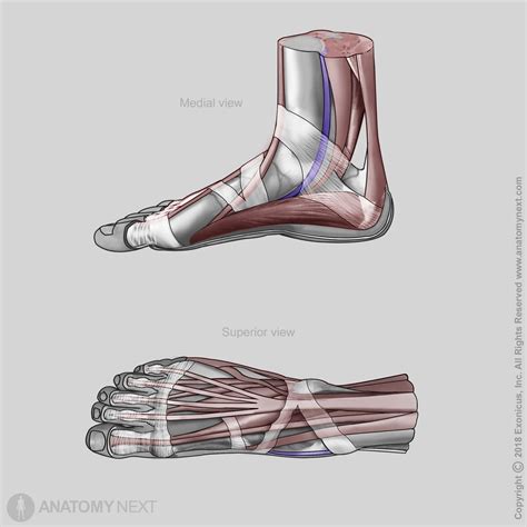 Tibialis Posterior Tendon Insertion