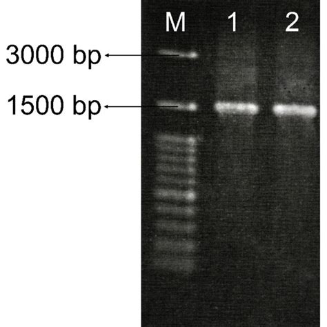 The Pcr Result Used 16s Rrna Specific Primer For Lactic Acid Bacteria