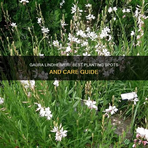 Where To Plant White Gaura Lindheimeri For Best Growth | ShunCy
