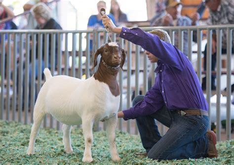 OPEN LIVESTOCK SHOWS