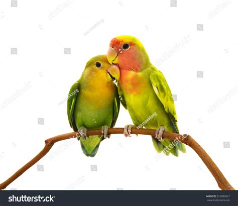 327,661 Bird Love Stock Photos, Images & Photography | Shutterstock