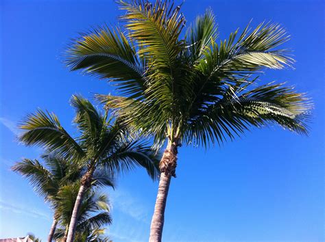 palm tree for texas 6