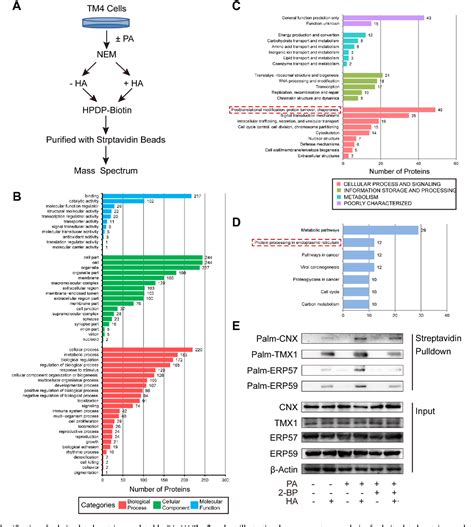 Figure 5 From Protein Palmitoylation Mediated Palmitic Acid Sensing