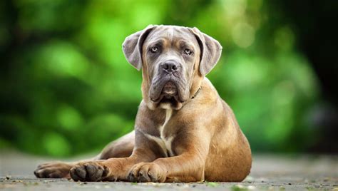 What factors predict aggressiveness in dogs? - Earth.com 