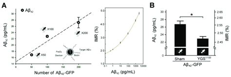 Imr Assay Of Aβ 42 Expressions For Aβ 42 Gfp Flies Under Sham And Ygs