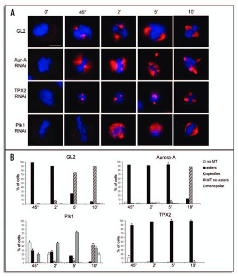 Spindle Formation In The Absence Of Aurora A Plk1 Or Tpx2 A Mt